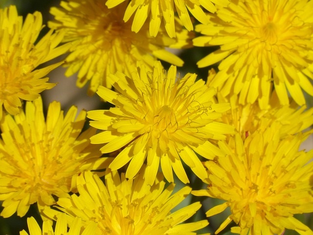 yellow-flower-3277694_640 (1).jpg